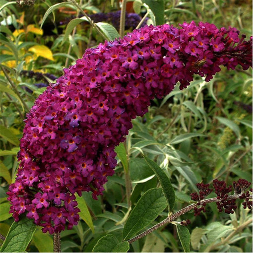 Buddleja 'Royal Red' 2L pot