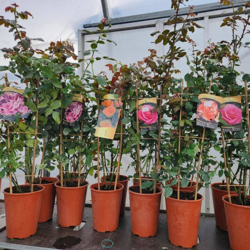 Hybrid Tea Rose 'Sika' 4L pot