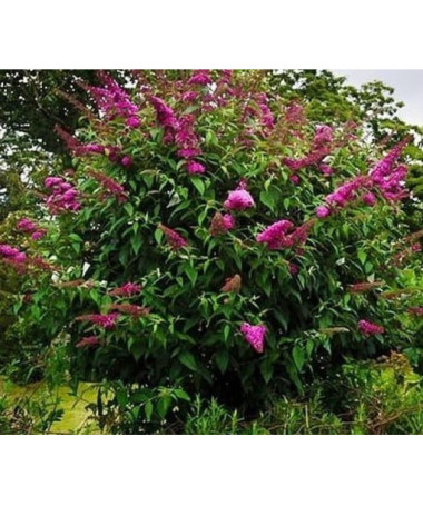 Buddleja 'Royal Red' 2L pot