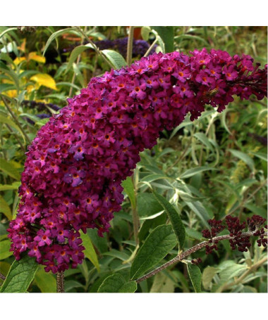 Buddleja 'Royal Red' P9/C1