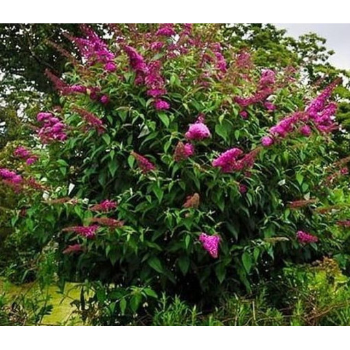 Buddleja 'Royal Red' P9/C1