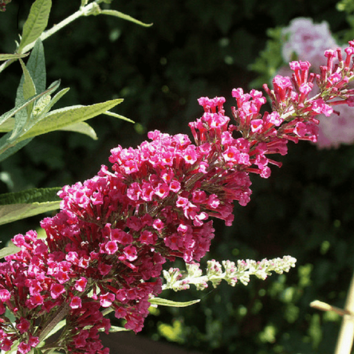 Buddleja 'Royal Red' P9/C1