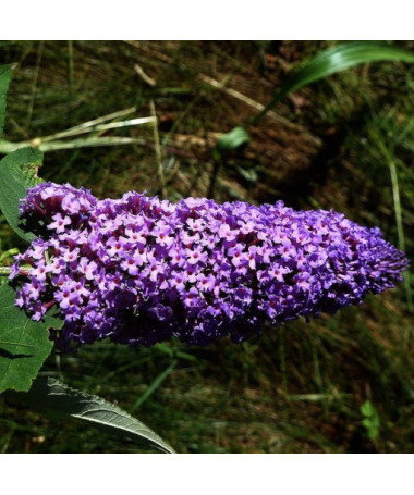 Buddleja 'Purple Prince' in P9/C1