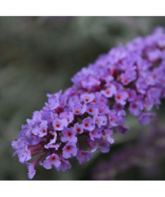 Buddleja davidii 'Nanho Blue' 2L pot