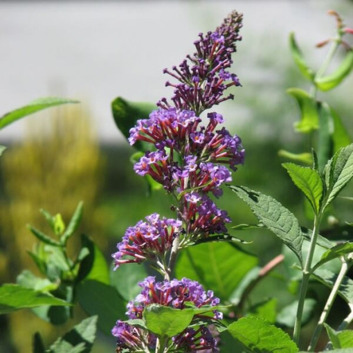 Buddleja davidii 'Nanho Blue' 2L pot
