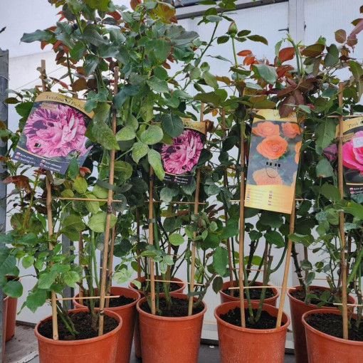 Hybrid Tea Rose 'Sika' 4L pot