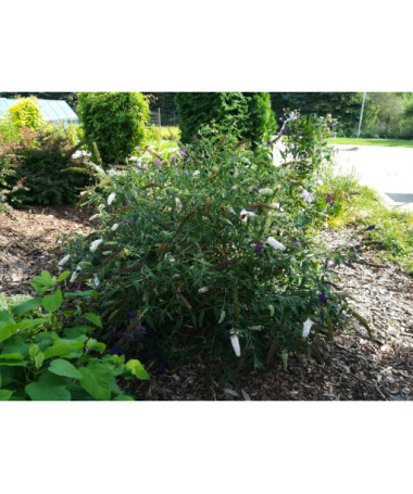 Buddleja davidii 'White Bouquet' P9/C1