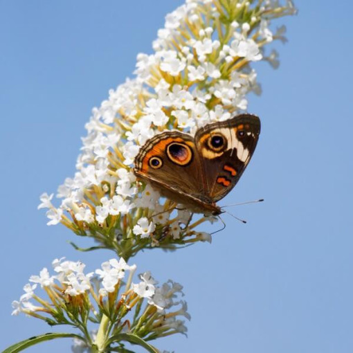 Buddleja davidii 'White Bouquet' P9/C1