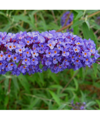Buddleja davidii 'Nanho Blue' in P9/C1
