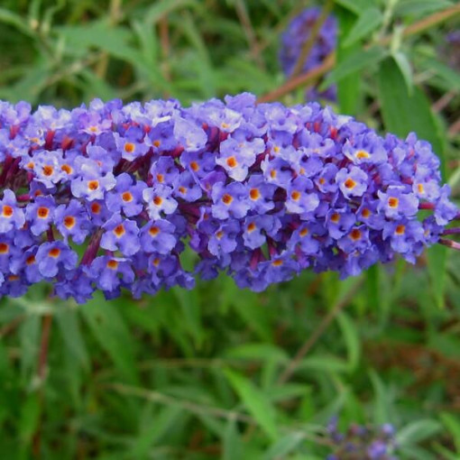 Buddleja davidii 'Nanho Blue' in P9/C1