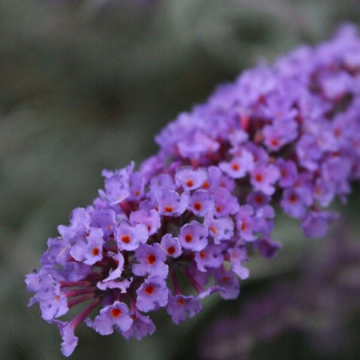 Buddleja davidii 'Nanho Blue' in P9/C1
