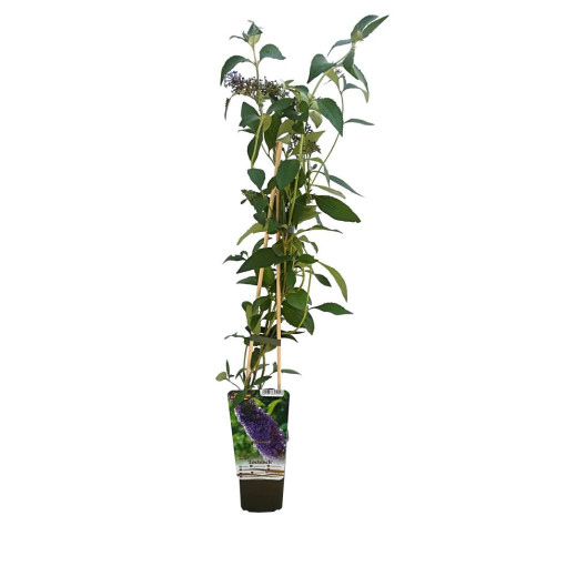 Buddleja davidii 'Nanho Blue' in P9/C1