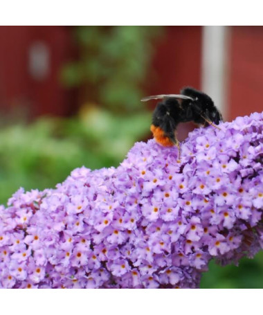 Buddleja davidii 'Lochinch' in P9/C1