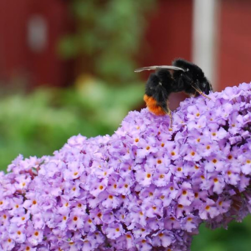 Buddleja davidii 'Lochinch' in P9/C1