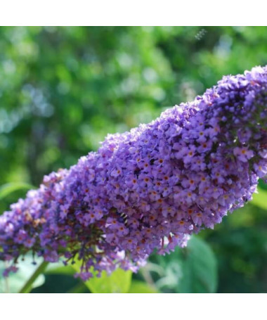 Buddleja davidii 'Lochinch' in P9/C1