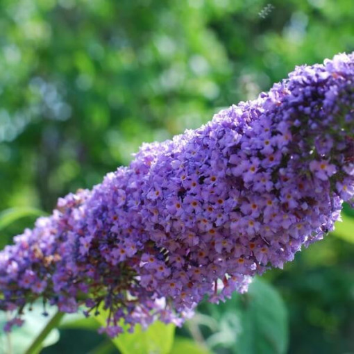 Buddleja davidii 'Lochinch' in P9/C1