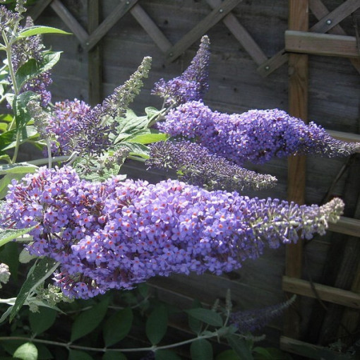 Buddleja davidii 'Lochinch' in P9/C1
