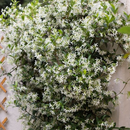 Star Jasmine 4L pot