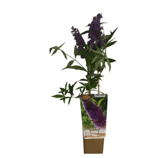 Buddleja davidii 'Lochinch' in P9/C1