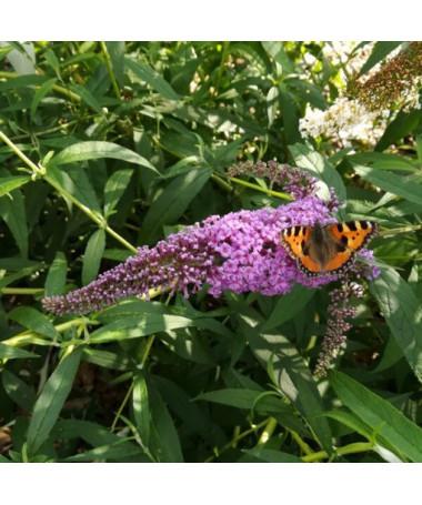 Buddleja davidii 'Ile de France' 2L pot