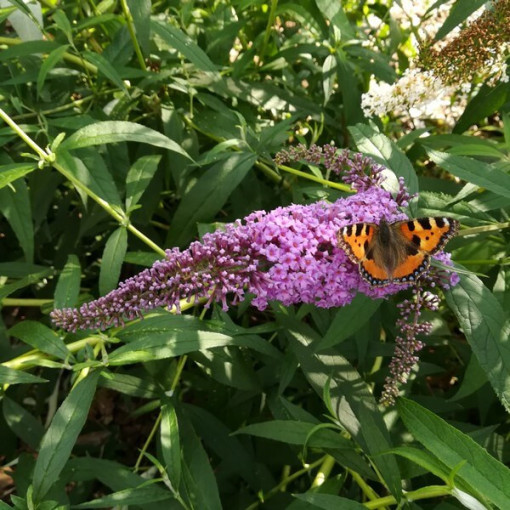 Buddleja davidii 'Ile de France' 2L pot