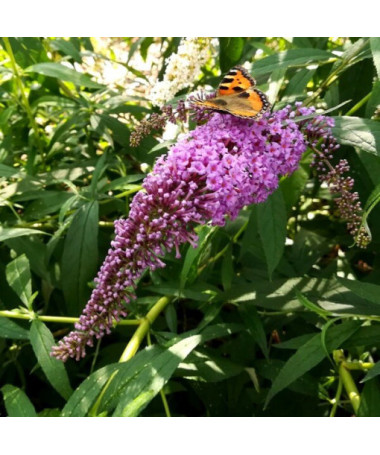 Buddleja davidii 'Ile de France' in P9/C1