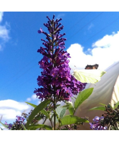 Buddleja davidii 'Ile de France' in P9/C1
