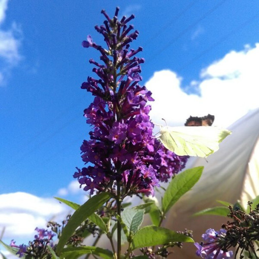 Buddleja davidii 'Ile de France' in P9/C1