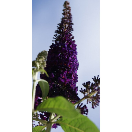 Buddleja davidii 'Black Knight' P9/C1