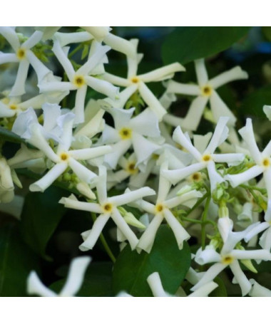 Star Jasmine 4L pot