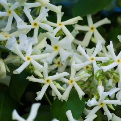 Star Jasmine 4L pot