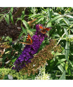 Buddleja davidii 'Black Knight' 2L pot
