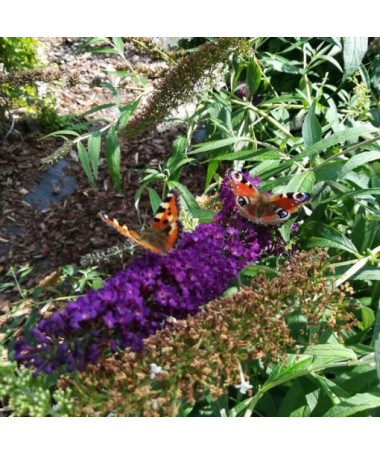 Buddleja davidii 'Black Knight' 2L pot