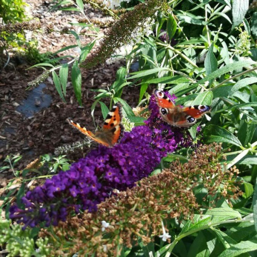 Buddleja davidii 'Black Knight' 2L pot