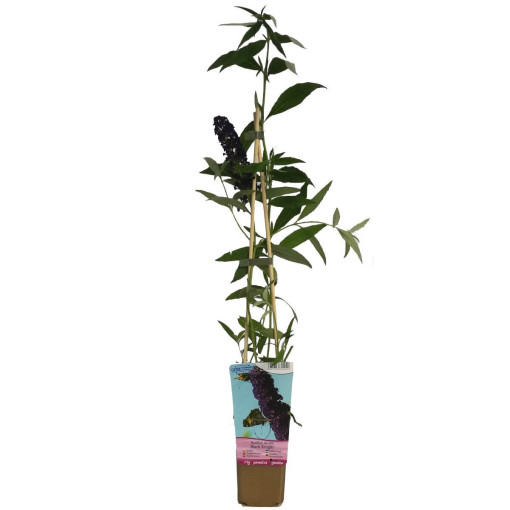 Buddleja davidii 'Black Knight' 2L pot