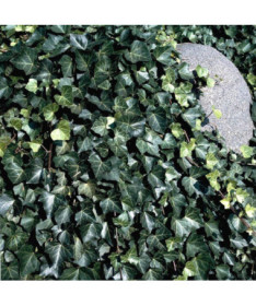 Ivy 'Thorndale' P9/C1