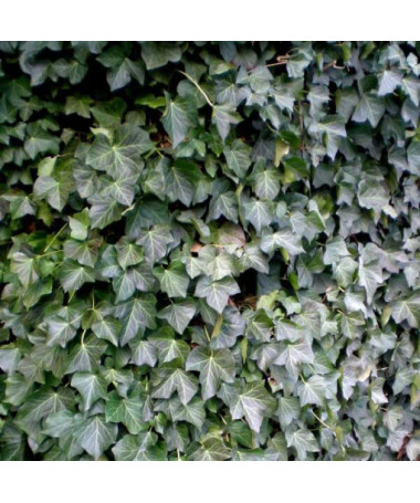 Ivy 'Thorndale' P9/C1