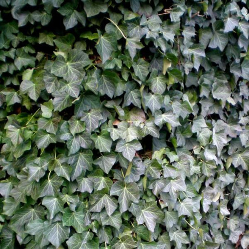Ivy 'Thorndale' P9/C1