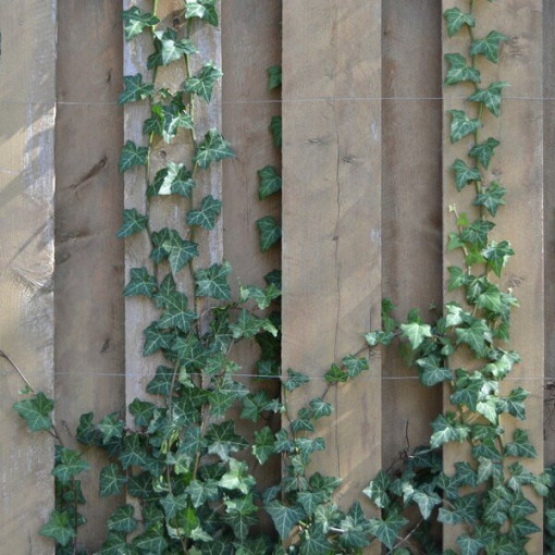 Ivy 'Thorndale' P9/C1