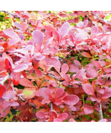 Thunberg's Barberry 'Red Carpet' P9/C1