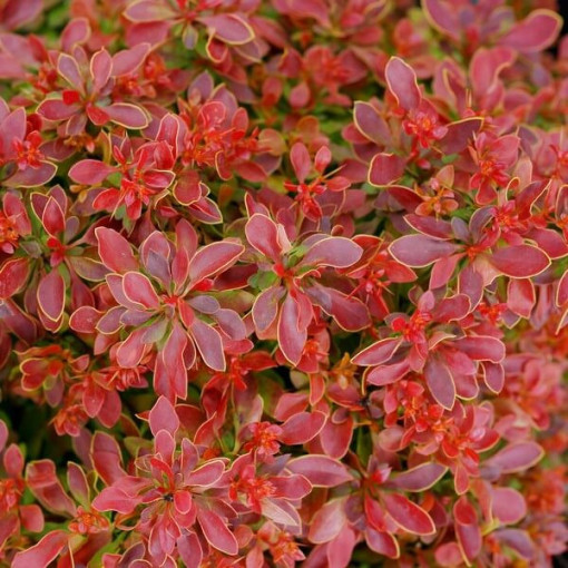 Thunberg's Barberry 'Golden Ring' P9/C1