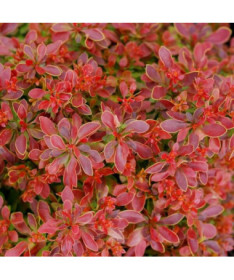 Thunberg's Barberry 'Golden Ring' P9/C1