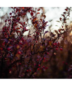 Thunberg's Barberry 'Dart's Red Lady'
