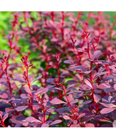 Thunberg's Barberry 'Atropurpurea Nana'