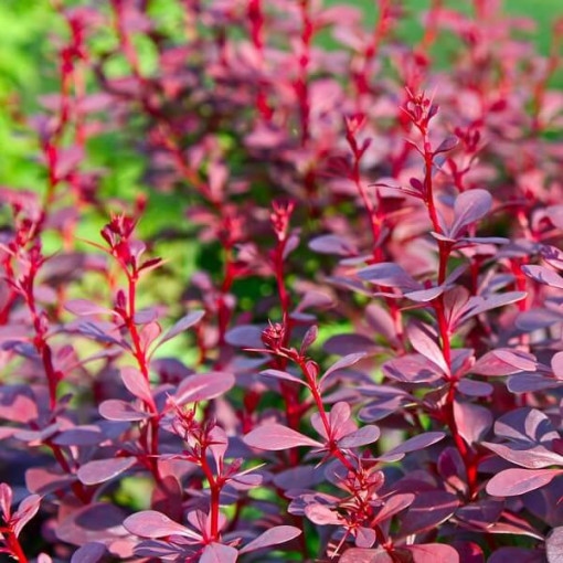 Thunberg's Barberry 'Atropurpurea Nana'