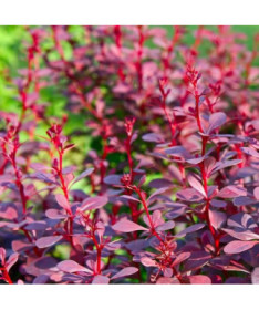 Thunberg's Barberry 'Atropurpurea Nana'