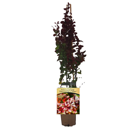 Thunberg's Barberry 'Helmond Pillar' P9/C1