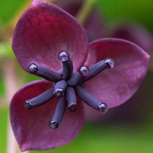 Chocolate Vine (Akebia quinata) P9/C1