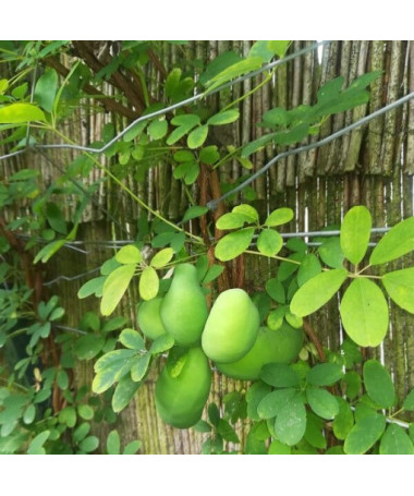 Chocolate Vine (Akebia quinata) P9/C1