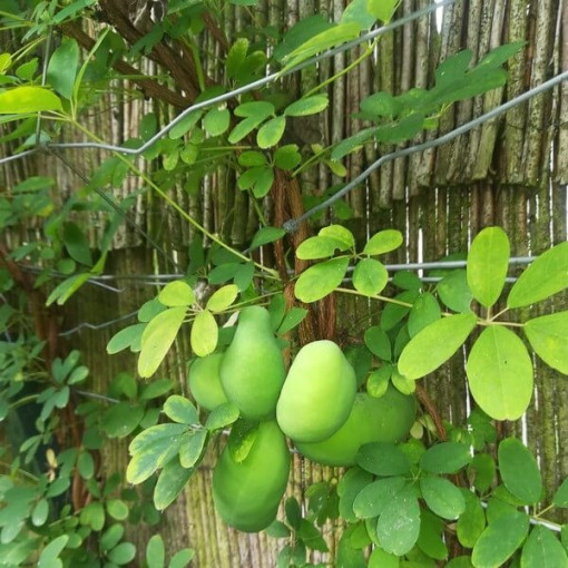 Chocolate Vine (Akebia quinata) P9/C1